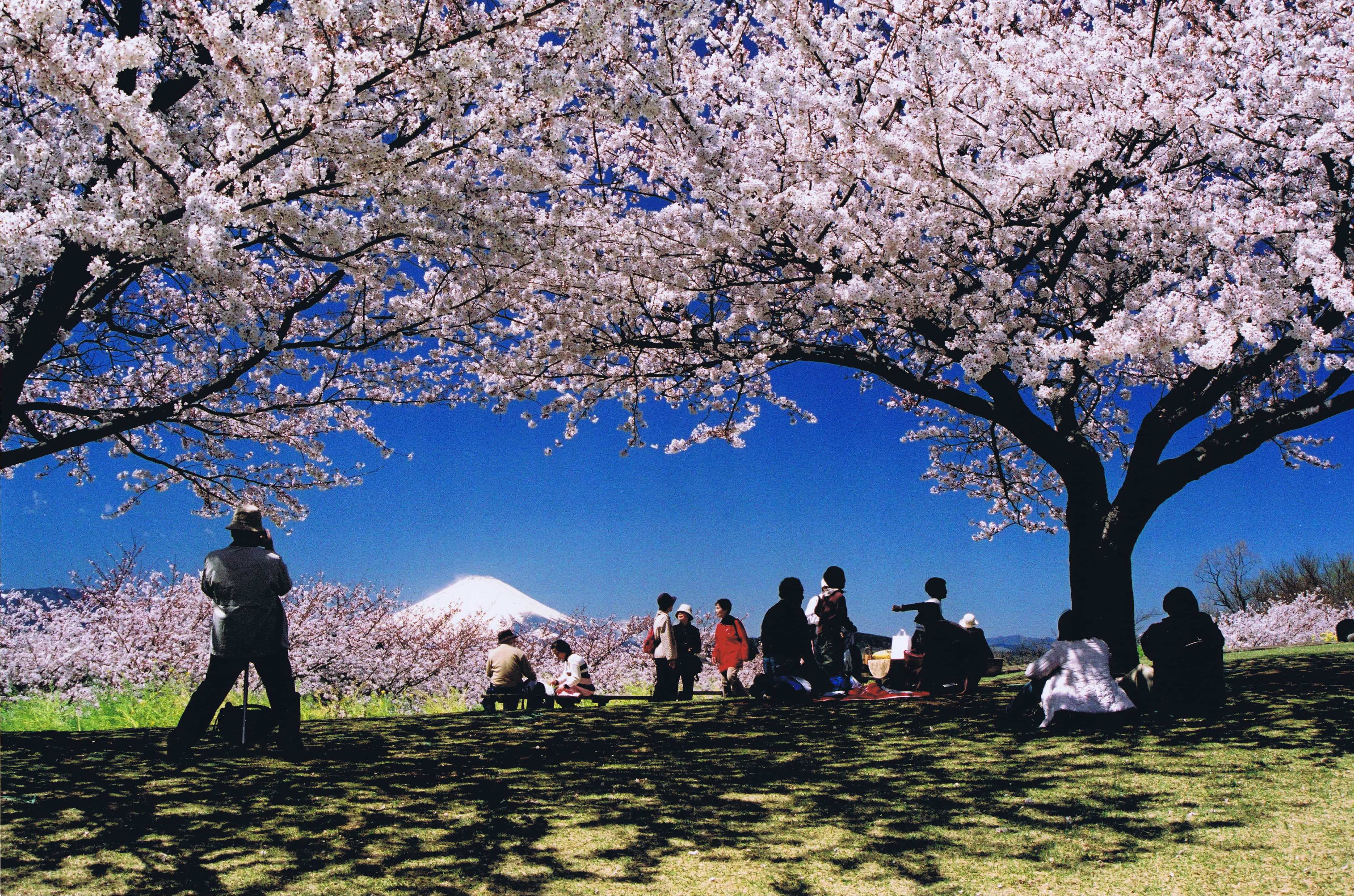 吾妻山の桜 | 湘南二宮町観光ナビ