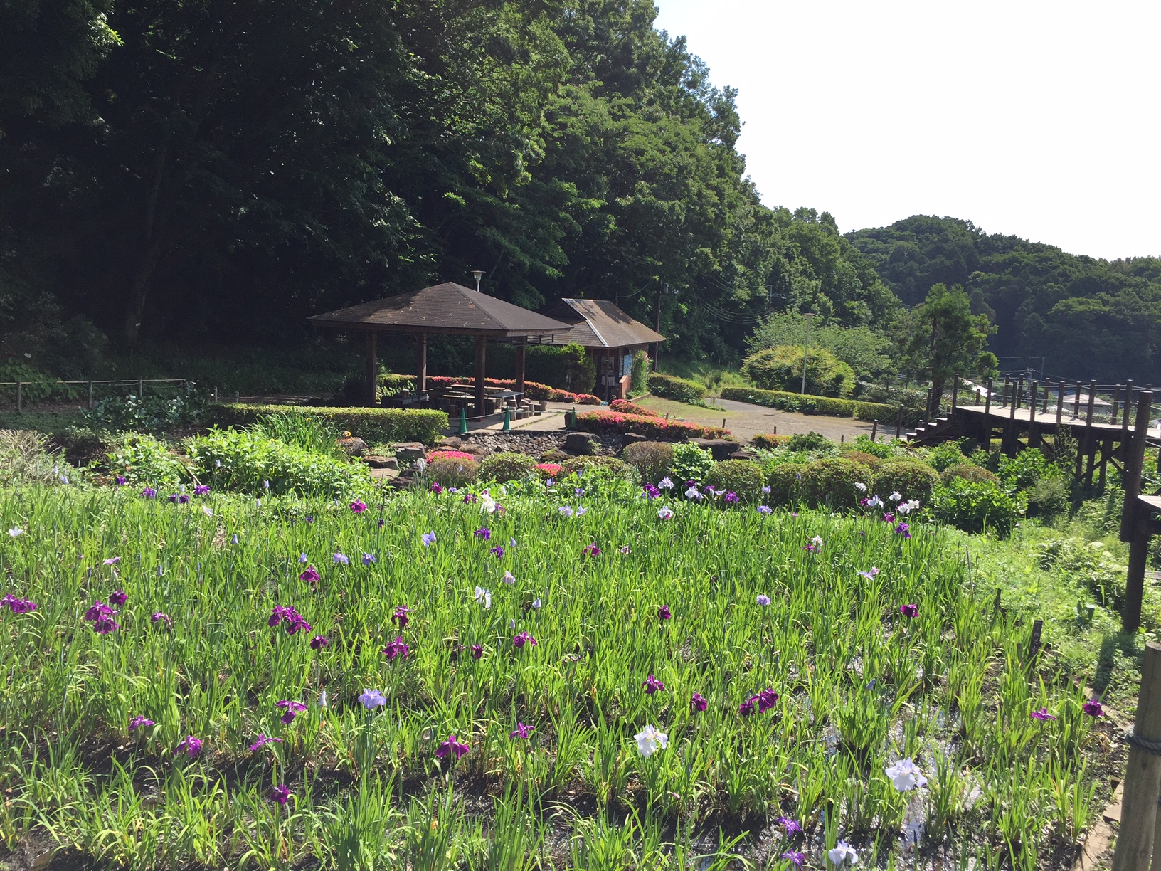 IMG_1934 湘南二宮町観光ナビ