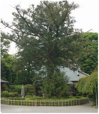 西光寺（天然記念物のかやの大木）