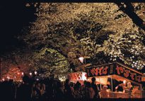 【入選春】夜桜見物