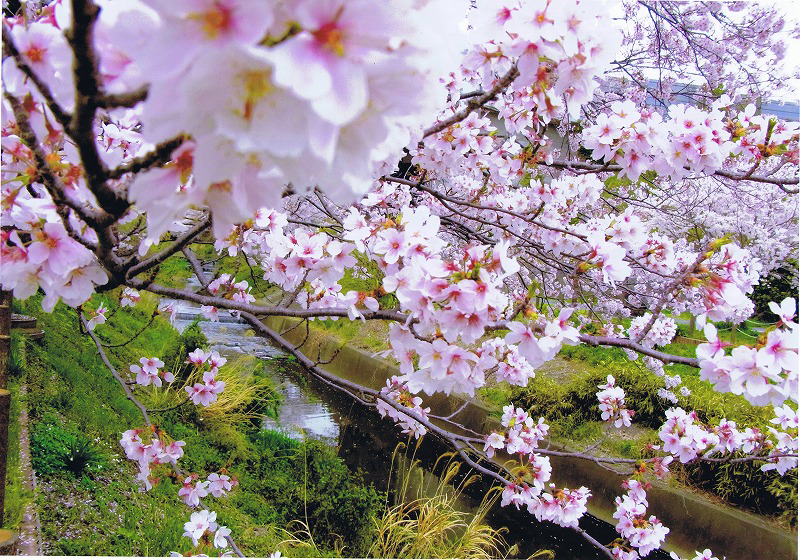 特選・春　「桜と川」　菅沼 諒子