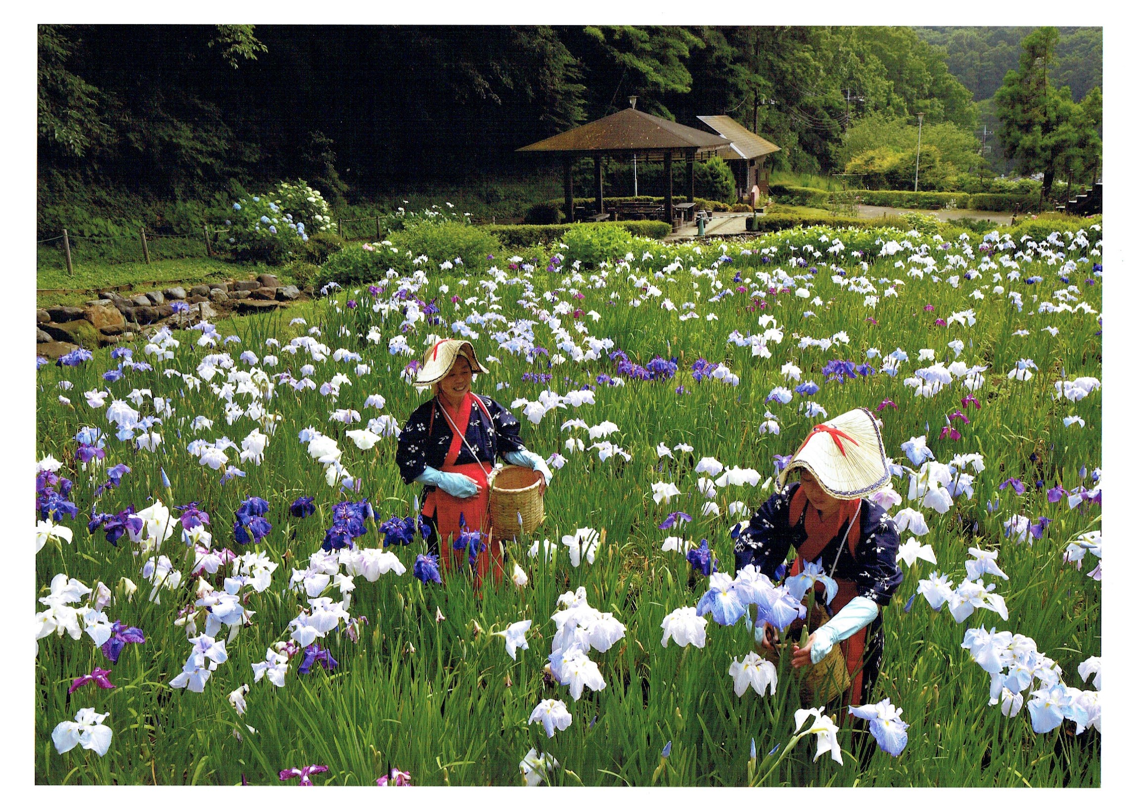 せせらぎ公園の花がら摘み 6月1日 2日 8日 9日開催 湘南二宮町観光ナビ