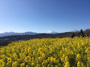 2月23日現在の吾妻山の様子 まだ菜の花は綺麗に咲いています 湘南二宮町観光ナビ