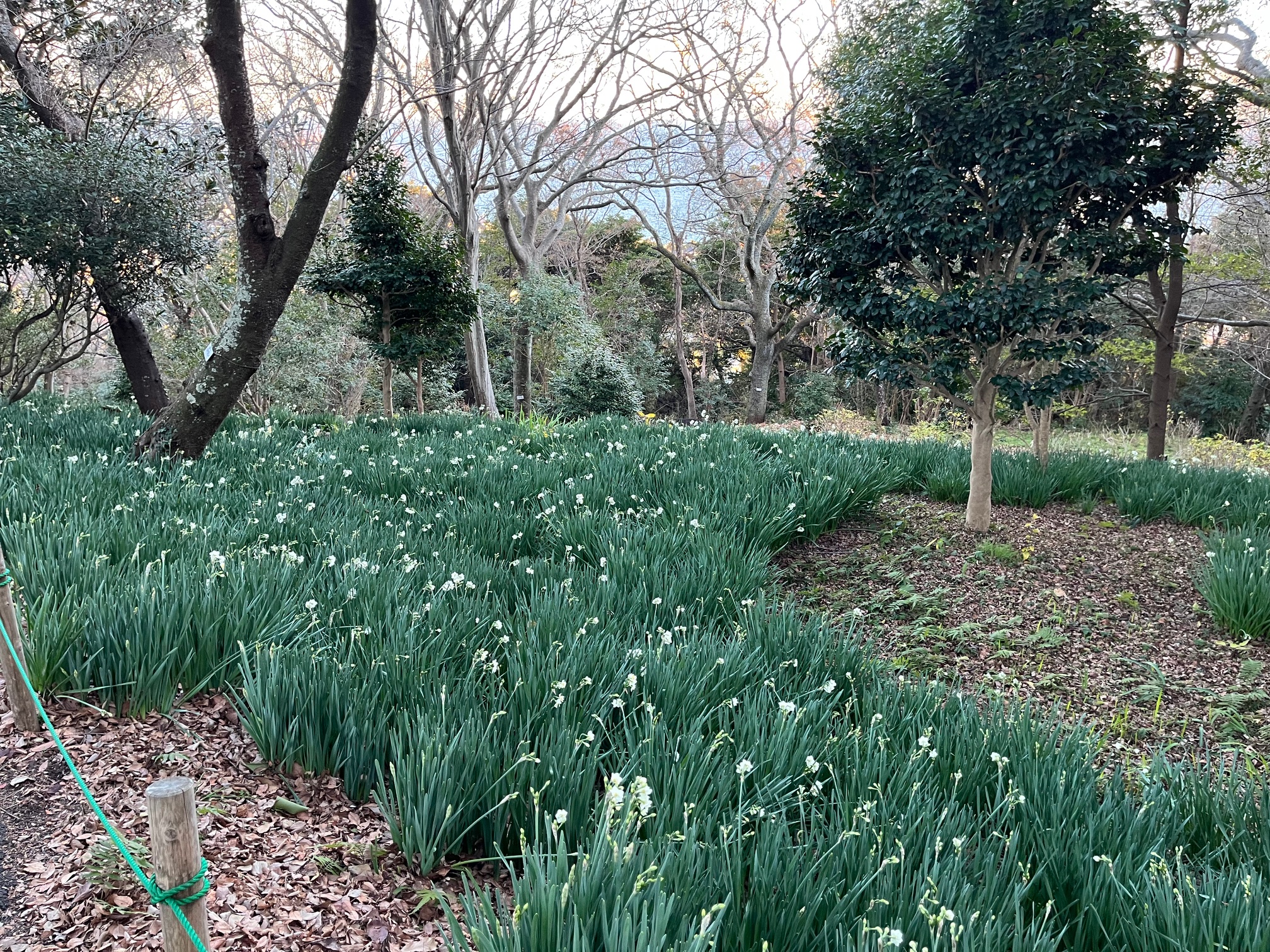 吾妻山公園の菜の花、水仙が咲き始めました。 | 湘南二宮町観光ナビ